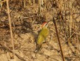/album/some-overseas-trips/scally-bellied-woodpecker-2-corbett-jpg/